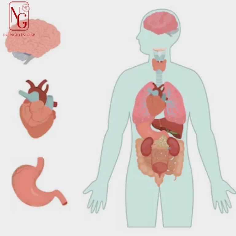 vai tro cua hormone in dieu tiet co the